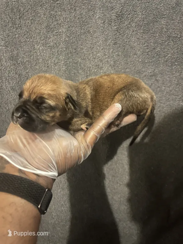 Bossy – American Bully, Boerboel puppy for sale in Upper Marlboro, MD