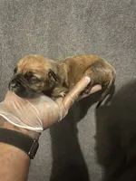 Bossy, a female American Bully and Boerboel for sale in Upper Marlboro, MD – 1 of 5
