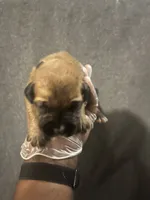Bass Reeves, a male American Bully and Boerboel for sale in Upper Marlboro, MD – 4 of 10