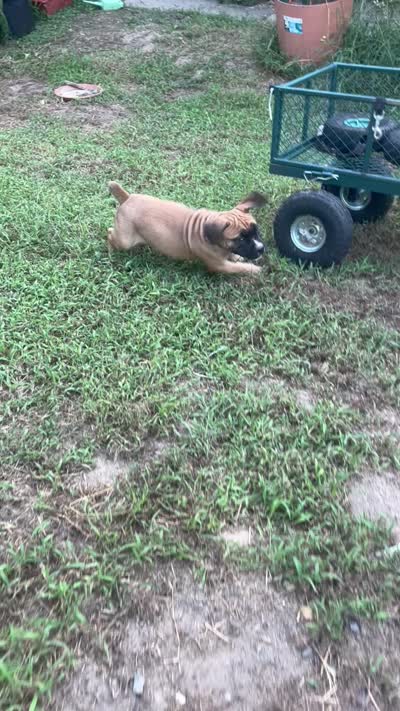 Chunk Rock, a male American Bulldog and Boerboel for sale in Upper Marlboro, MD – 5 of 7