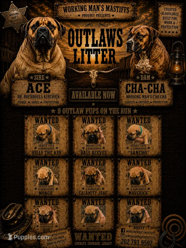 Breeding Announcement  – American Bully, Boerboel puppy for sale in Upper Marlboro, MD