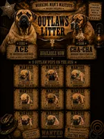 Breeding Announcement , a male American Bully and Boerboel for sale in Upper Marlboro, MD – 1 of 9