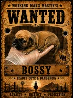 Bossy, a female American Bully and Boerboel for sale in Upper Marlboro, MD – 4 of 5