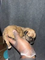 Bullet, a female American Bully and Boerboel for sale in Upper Marlboro, MD – 4 of 6