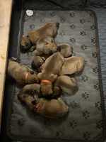 Breeding Announcement , a male American Bully and Boerboel for sale in Upper Marlboro, MD – 9 of 9