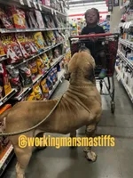 Breeding Announcement , a  American Bully and Boerboel for sale in Upper Marlboro, MD – 4 of 9