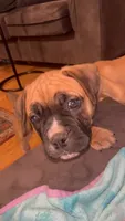 Chunk Rock, a male American Bulldog and Boerboel for sale in Upper Marlboro, MD – 1 of 7
