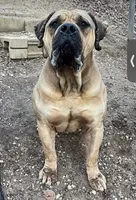 Breeding Announcement , a  American Bully and Boerboel for sale in Upper Marlboro, MD – 2 of 9