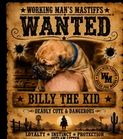 Billy The Kid, a male American Bully and Boerboel for sale in Upper Marlboro, MD – 3 of 5