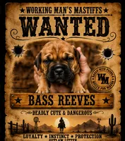 Bass Reeves, a male American Bully and Boerboel for sale in Upper Marlboro, MD – 7 of 10