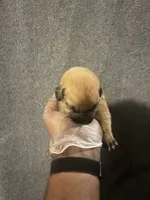 Billy The Kid, a male American Bully and Boerboel for sale in Upper Marlboro, MD – 2 of 5