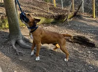 Breeding Announcement , a  American Bully and Boerboel for sale in Upper Marlboro, MD – 6 of 9