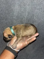 Sancho, a male American Bully and Boerboel for sale in Upper Marlboro, MD – 2 of 9