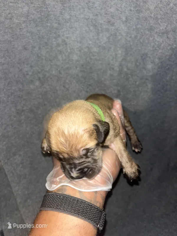 Mongo – American Bully, Boerboel puppy for sale in Upper Marlboro, MD