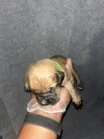 Mongo, a male American Bully and Boerboel for sale in Upper Marlboro, MD – 1 of 10