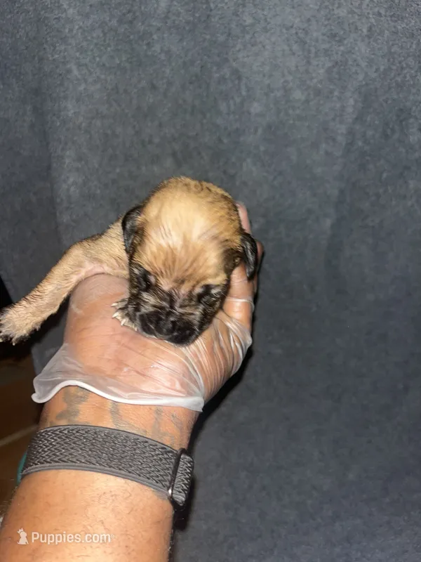 Bullet – American Bully, Boerboel puppy for sale in Upper Marlboro, MD