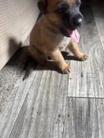 Buyer gets to name , a male Belgian Malinois for sale in Murrieta, CA – 3 of 4