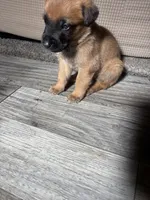 Buyer gets to name , a male Belgian Malinois for sale in Murrieta, CA – 1 of 4