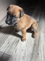 Buyer gets to name , a male Belgian Malinois for sale in Murrieta, CA – 4 of 4