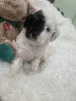 Domino, a male Poodle - Miniature  for sale in Palmdale, CA – 8 of 8