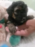 Moka , a female Poodle - Miniature  for sale in Palmdale, CA – 8 of 8