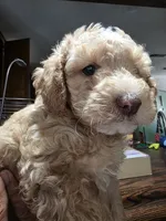 Peaches, a female Poodle - Miniature  for sale in Palmdale, CA – 3 of 7