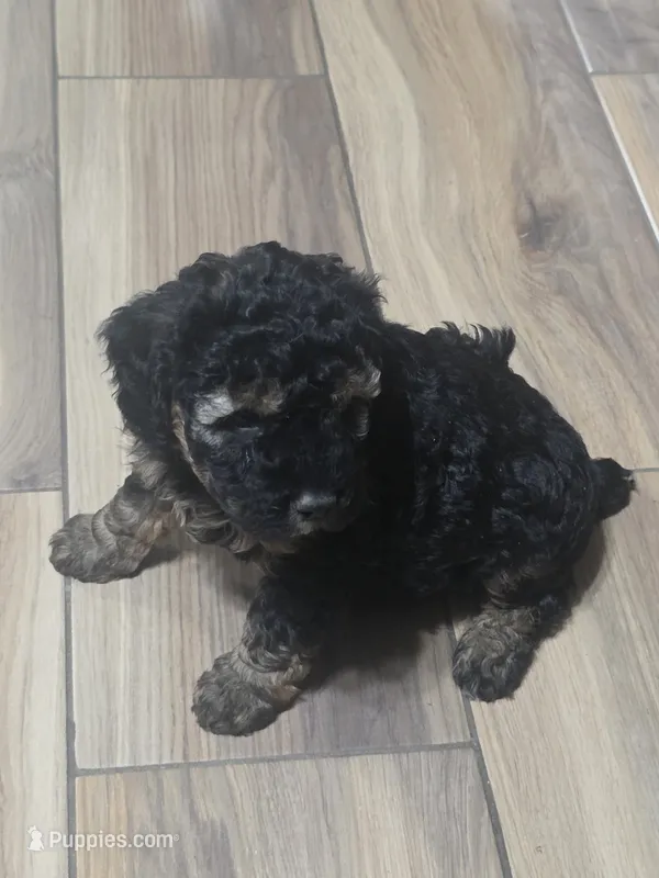 Moka  – Poodle - Miniature  puppy for sale in Palmdale, CA