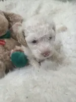 Casper, a male Poodle - Miniature  for sale in Palmdale, CA – 2 of 10