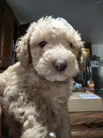 Peaches, a female Poodle - Miniature  for sale in Palmdale, CA – 6 of 7