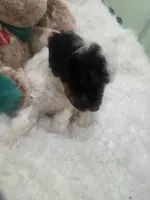 Domino, a male Poodle - Miniature  for sale in Palmdale, CA – 6 of 8
