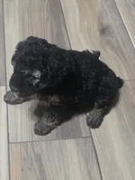 Moka , a female Poodle - Miniature  for sale in Palmdale, CA – 2 of 8