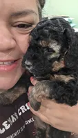 Moka , a female Poodle - Miniature  for sale in Palmdale, CA – 3 of 8