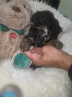 Moka , a female Poodle - Miniature  for sale in Palmdale, CA – 7 of 8