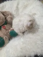 Casper, a male Poodle - Miniature  for sale in Palmdale, CA – 4 of 10
