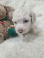 Casper, a male Poodle - Miniature  for sale in Palmdale, CA – 5 of 10