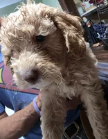 Peaches, a female Poodle - Miniature  for sale in Palmdale, CA – 7 of 7