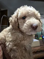 Peaches, a female Poodle - Miniature  for sale in Palmdale, CA – 1 of 7