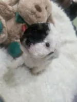 Domino, a male Poodle - Miniature  for sale in Palmdale, CA – 5 of 8