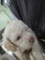 Casper, a male Poodle - Miniature  for sale in Palmdale, CA – 9 of 10