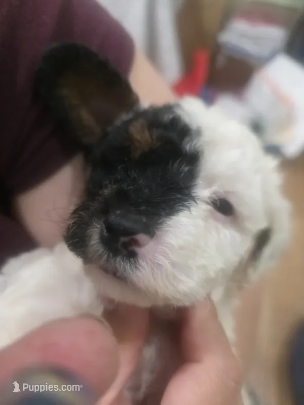 Domino – Poodle - Miniature  puppy for sale in Palmdale, CA