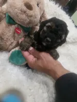Moka , a female Poodle - Miniature  for sale in Palmdale, CA – 6 of 8