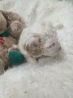 Casper, a male Poodle - Miniature  for sale in Palmdale, CA – 3 of 10