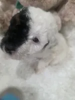 Domino, a male Poodle - Miniature  for sale in Palmdale, CA – 3 of 8