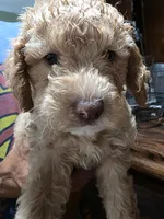 Peaches, a female Poodle - Miniature  for sale in Palmdale, CA – 2 of 7