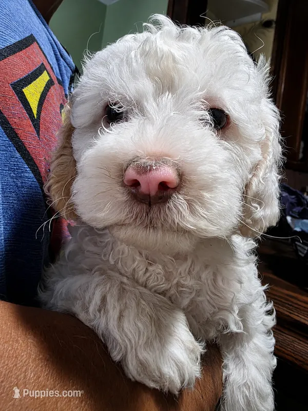 Casper – Poodle - Miniature  puppy for sale in Palmdale, CA