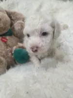 Casper, a male Poodle - Miniature  for sale in Palmdale, CA – 7 of 10