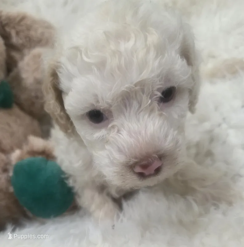 Casper, a male Poodle - Miniature  for sale in Palmdale, CA – 1 of 10