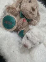 Casper, a male Poodle - Miniature  for sale in Palmdale, CA – 6 of 10