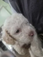 Casper, a male Poodle - Miniature  for sale in Palmdale, CA – 8 of 10