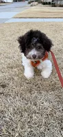 Molly, a female Havanese for sale in Greenville, SC – Photo 3 of 4